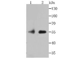 FKBP51/FKBP5 Rabbit anti-Human, Rat, Clone: JB95-39, Novus Biologicals